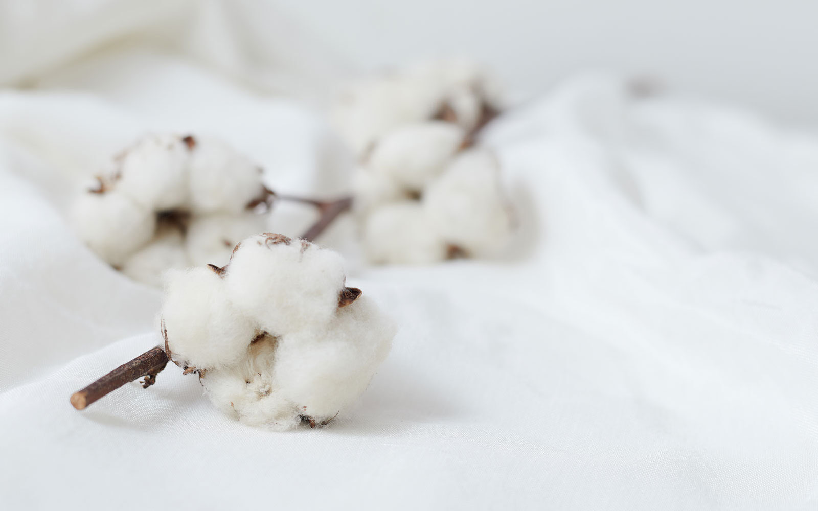 ligeramente Academia encuentro Conoces los beneficios del algodón orgánico? | Abanderado
