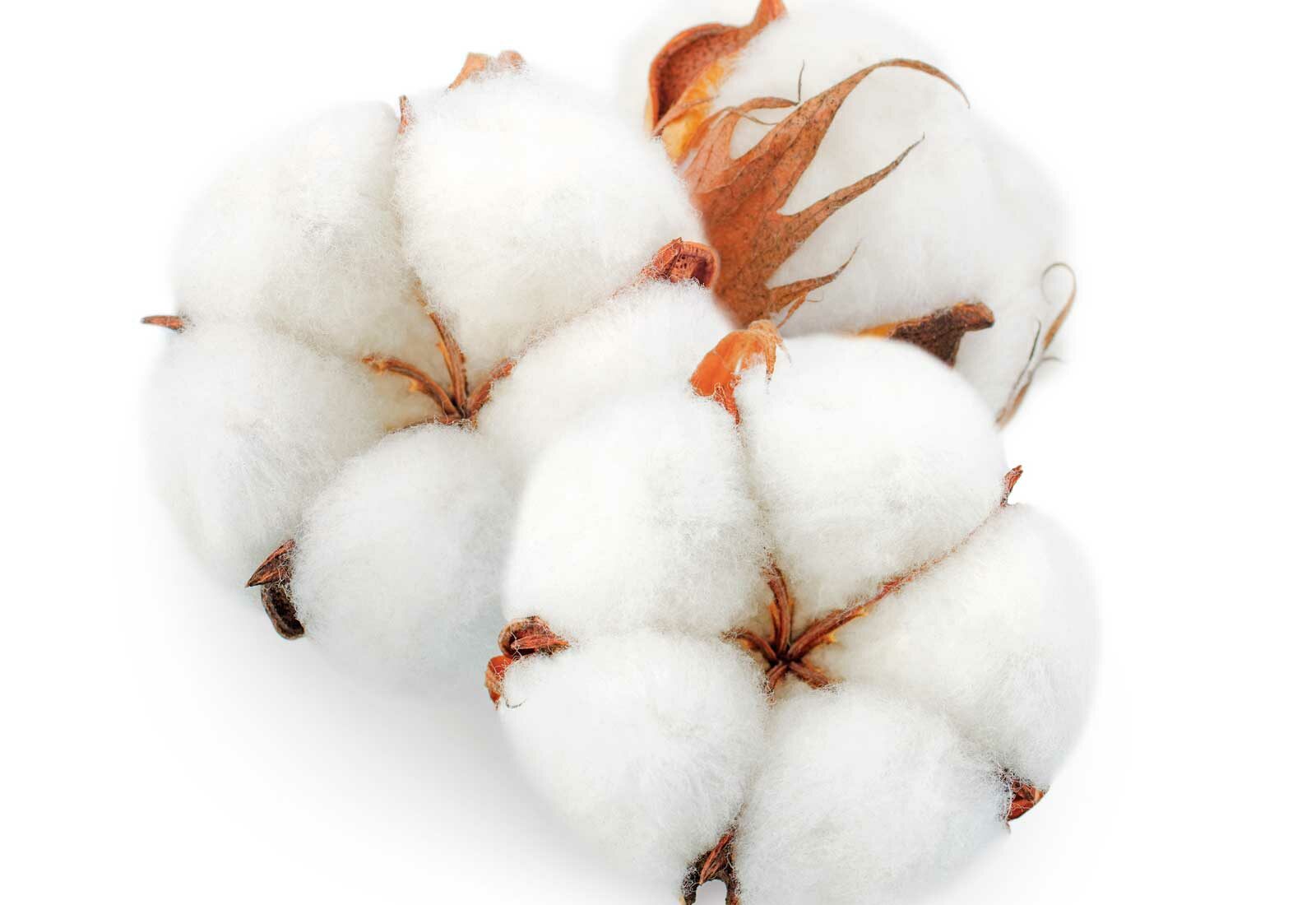 Cuántos tipos de algodón existen?